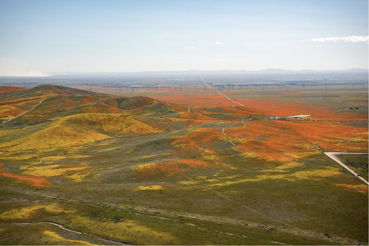 Poppies and other wildflowers bloom in Southern California&#039;s Antelope Valley.