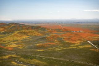 Poppies and other wildflowers bloom in Southern California's Antelope Valley.