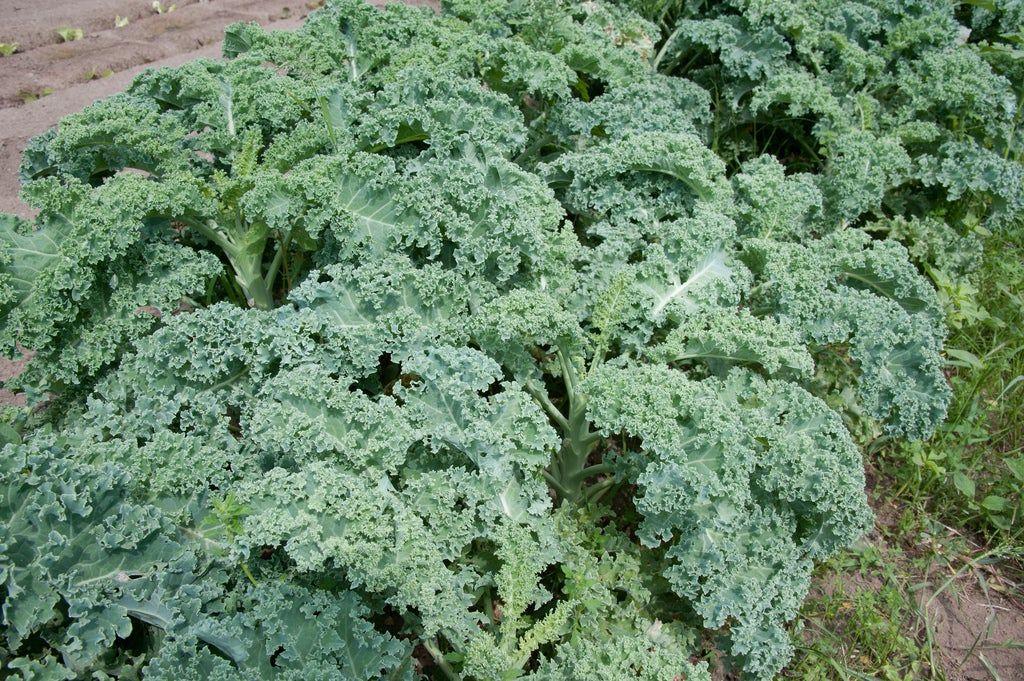 Kale Plants