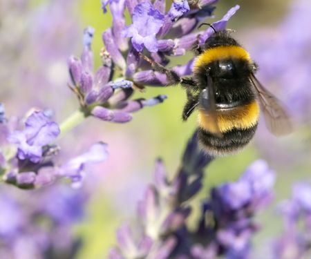 Lavender bloom close-up with a bee pollinating the flower