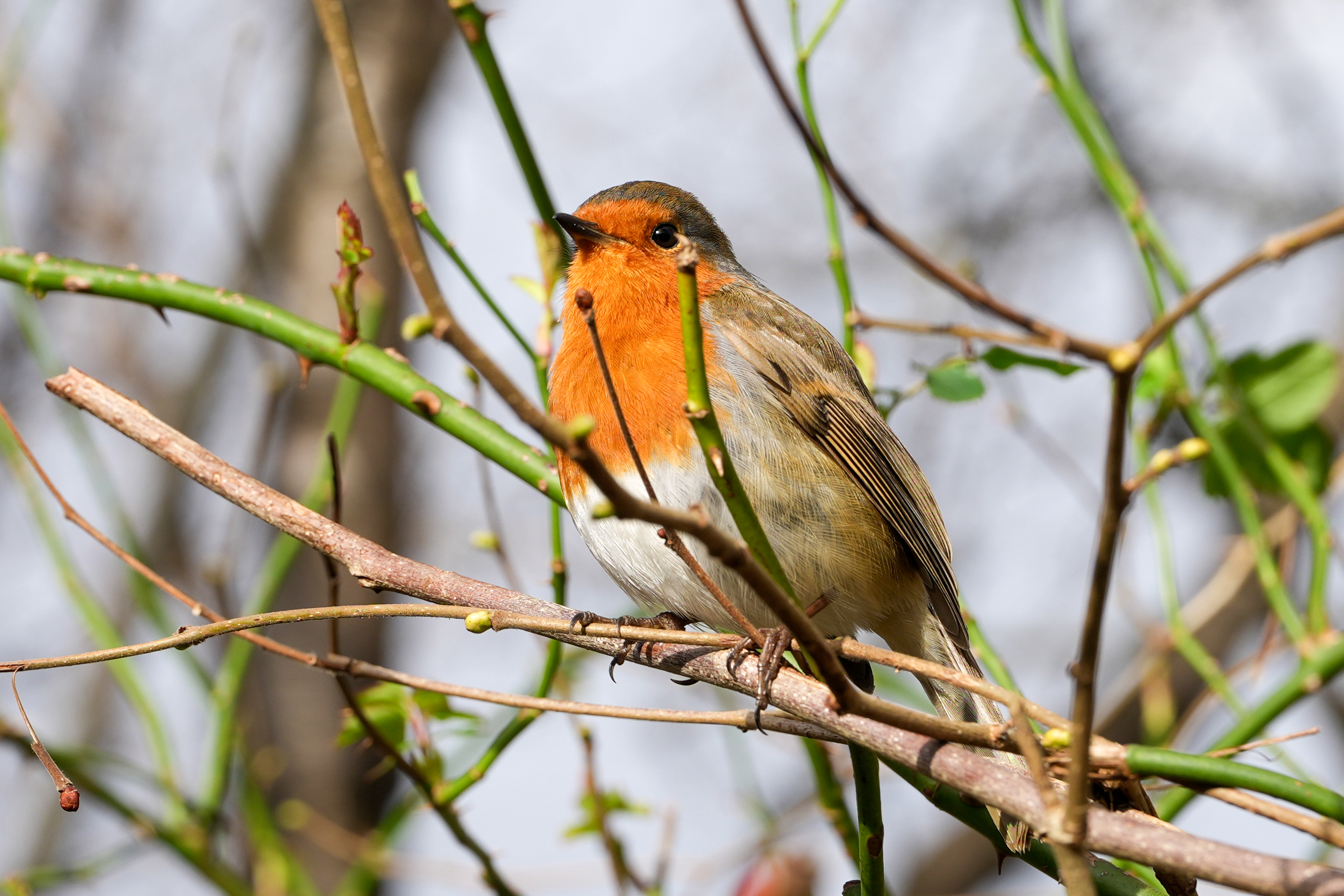 A photo of a robin on a branch, taken on a Sony A1 II mirrorless camera and with a Sony FE 28-70mm F2 GM lens