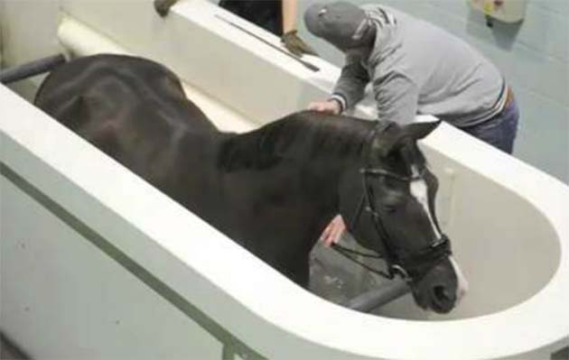 Valegro working on the water treadmill