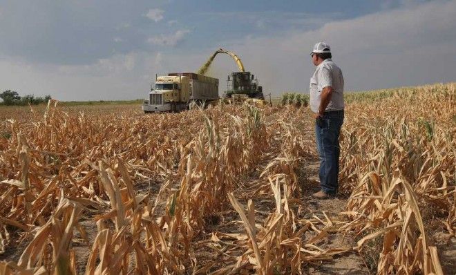 Farmer Jay Sneller watches as a crop cutter mows down the remnants of a drought-ravaged crop on August 22, 2012 in Wiley, Colorado.