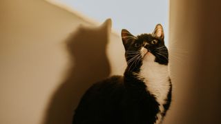 Cat sitting near wall