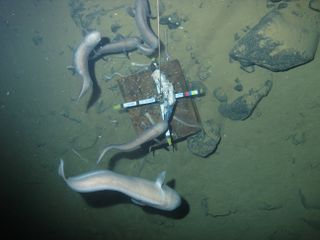 Large cusk eels feeding on bait. This image was taken more than 19,600 feet (6,000 meters) below the ocean's surface.