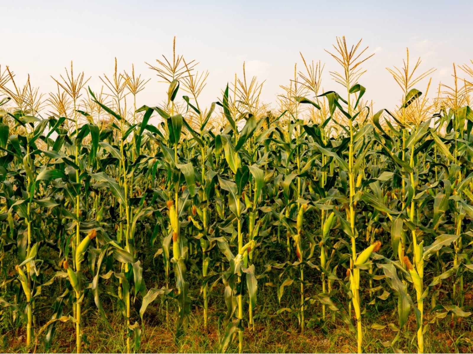 Tips On Growing Corn In The Garden | Gardening Know How