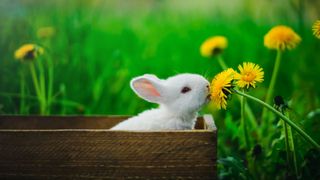 Rabbit sitting in a box sniffing flowers