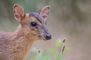 A young Reeves' Muntjac deer (Muntiacus reevesi), pictuerd in Breckland, Norfolk