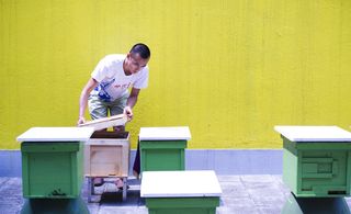 Urban apiaries create a buzz in cities across the globe
