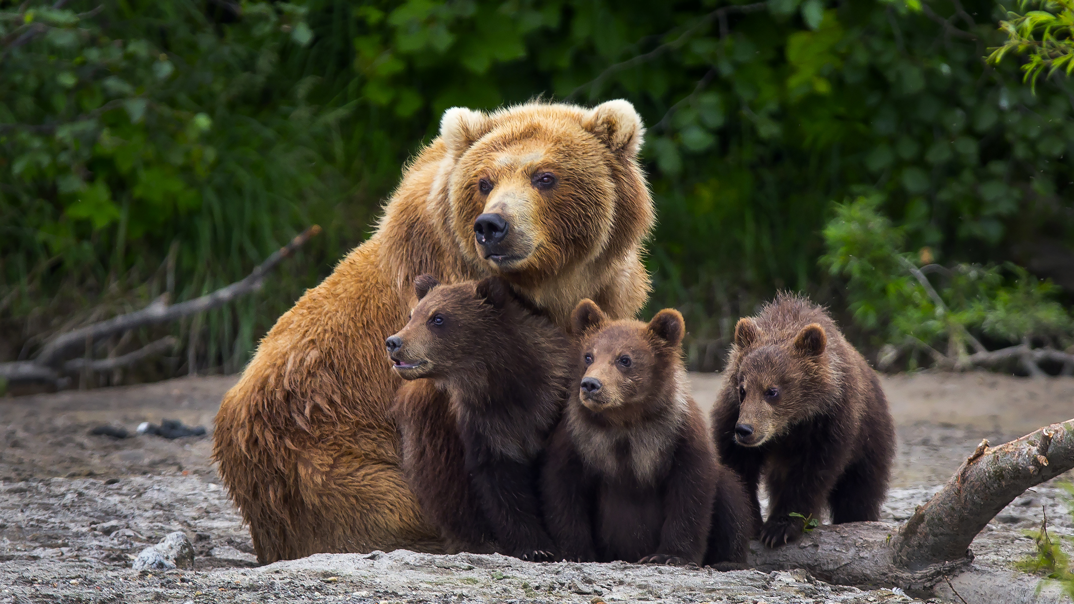 Brown bear family