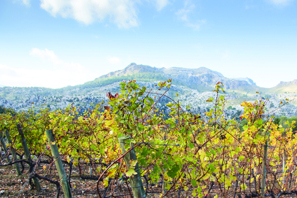 mallorca travel guide