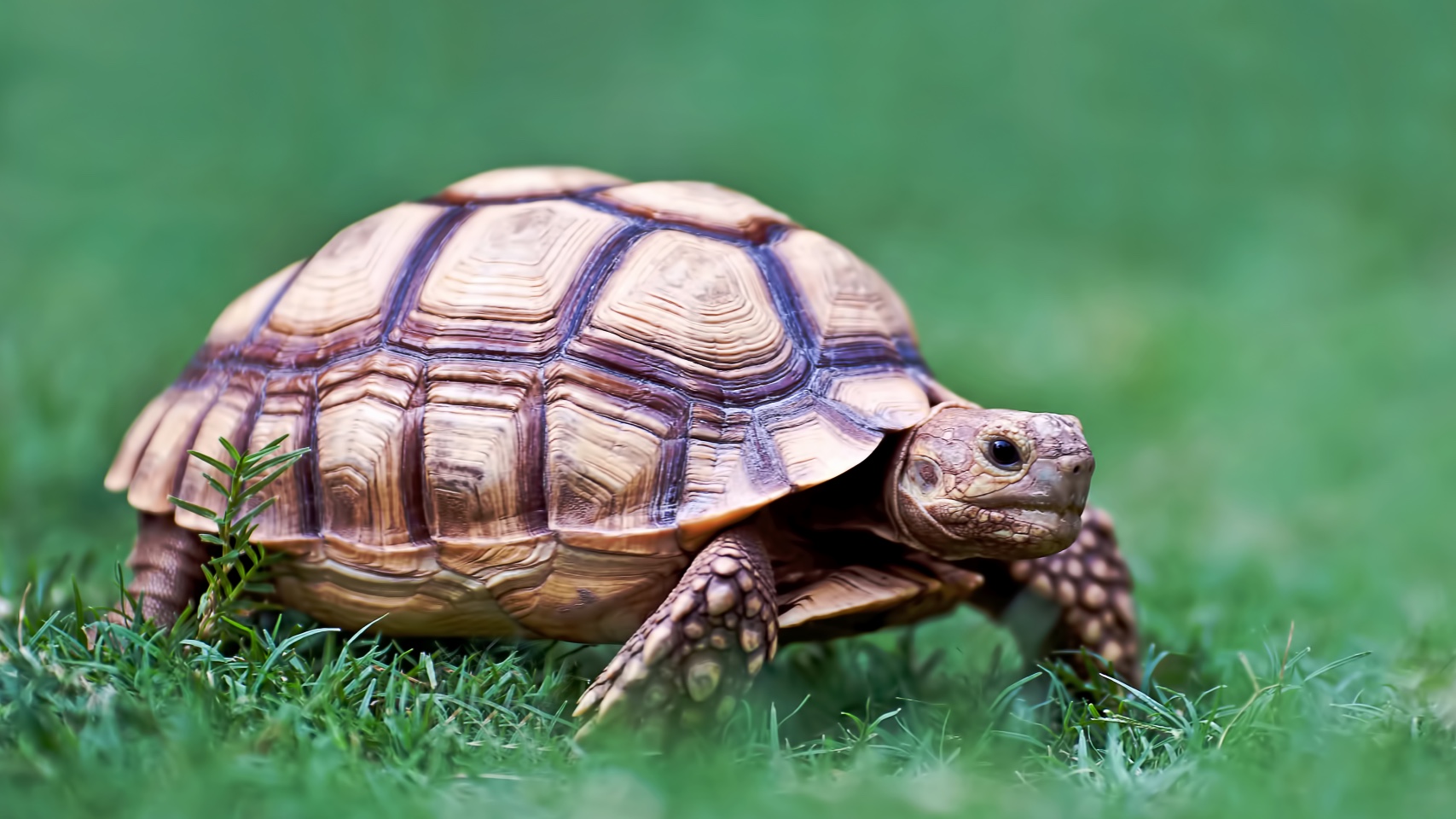 Russian Tortoise