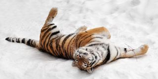 Amur tiger playing in snow