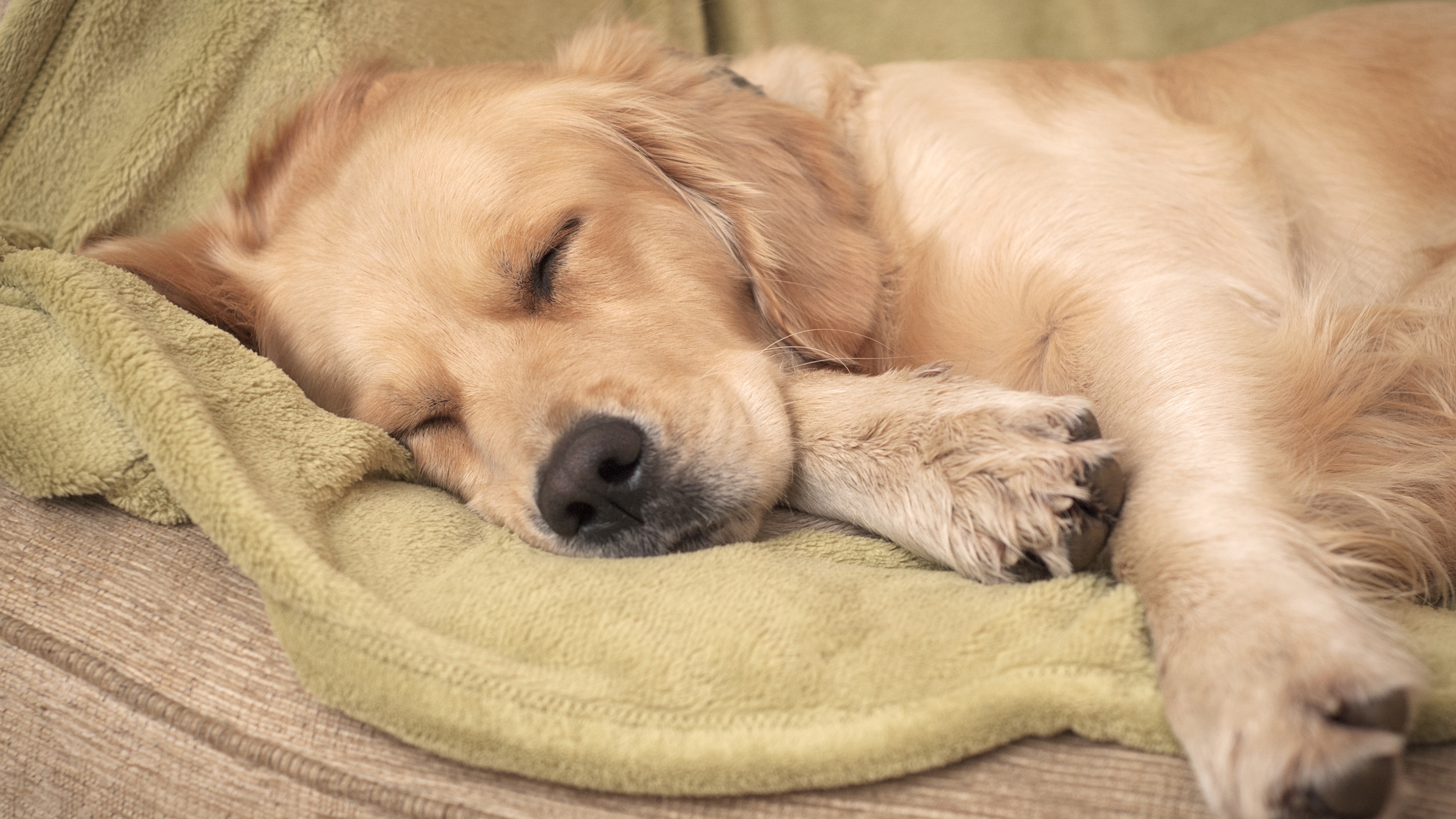 A dog sleeps on top of a blanket on a sofa.