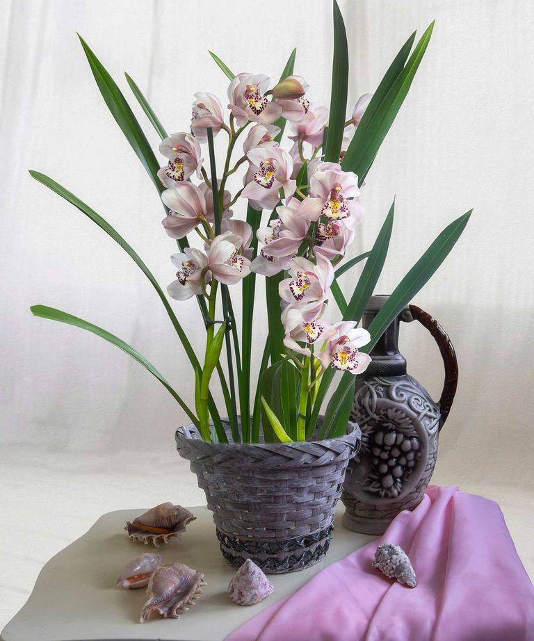 Why is my orchid dying? 4 key reasons to avoid Gardeningetc