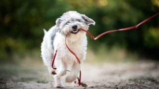 dog with lead in mouth