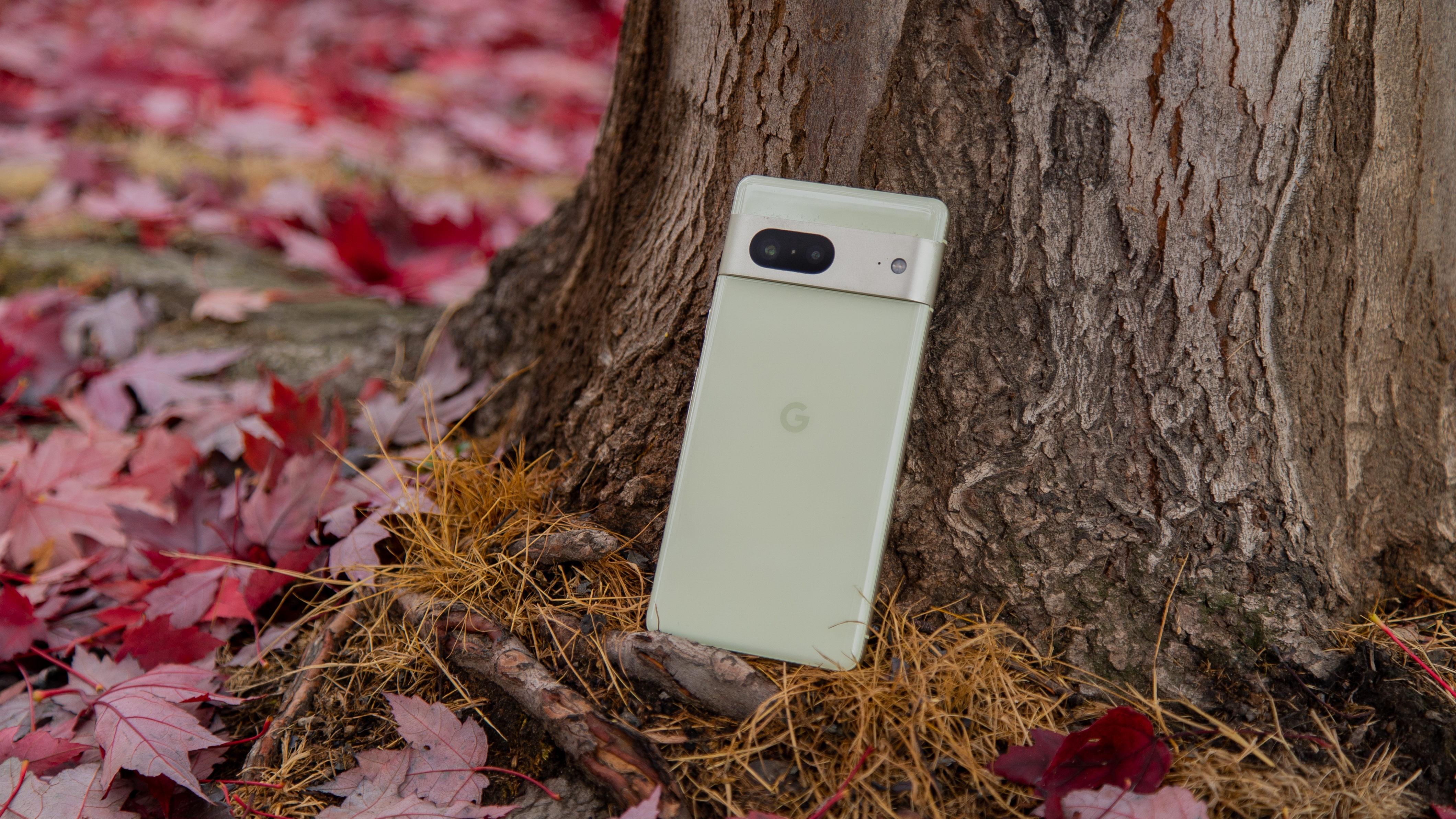 The Pixel 7 lying perched next to a tree