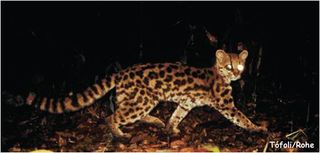 Certain wild cats in the Amazon, known as margays, mimic the calls of their prey, tamarin monkeys to fool the primates.