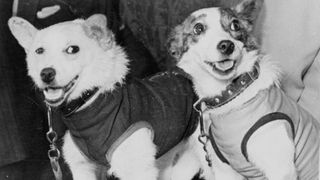 Russian dogs Belka and Strelka were, with a host of companions, the first animals to orbit Earth and land safely on Aug. 19, 1960.