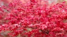 trees with red leaves Acer palmatum Cascade