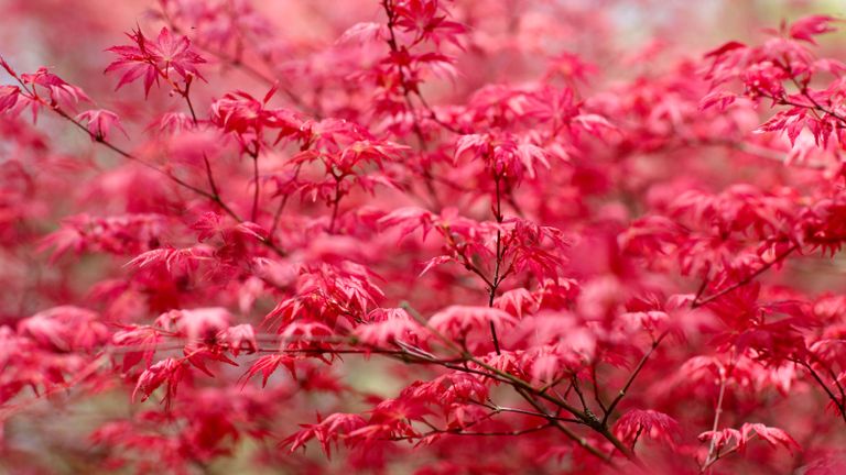 trees with red leaves Acer palmatum Cascade