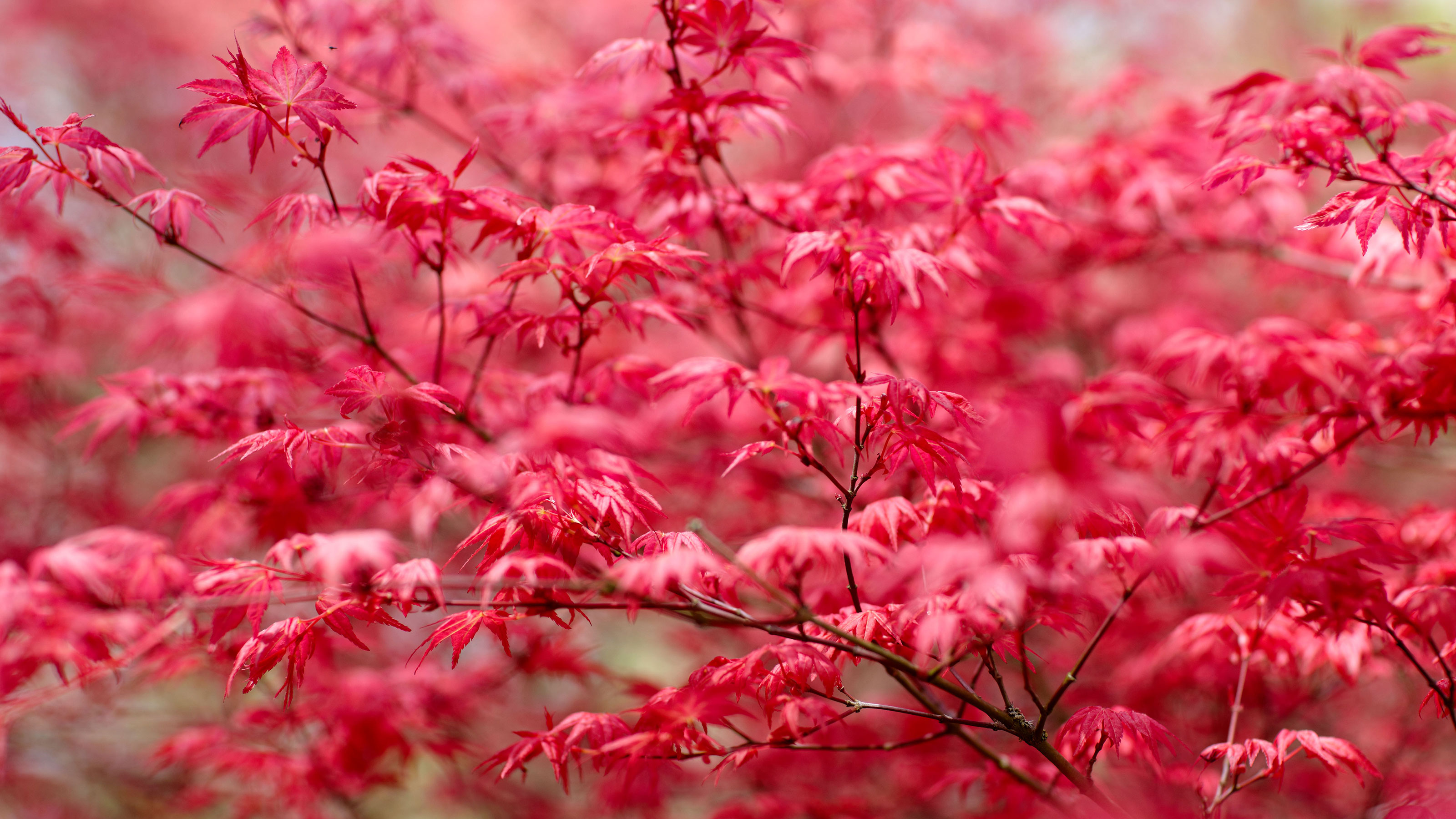 Thin Tree With Red Leaves