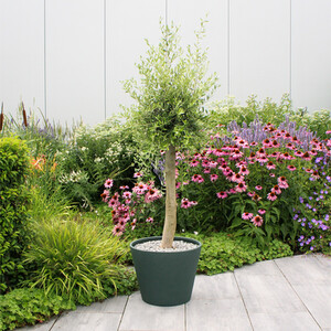 Mediterranean Olive Tree