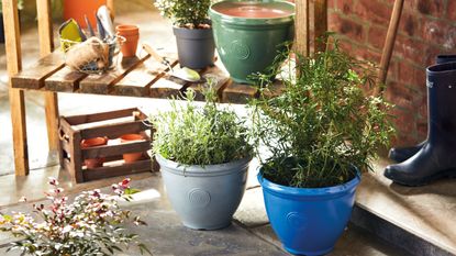 Outdoor plant pots arranged in garden