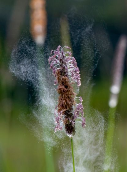 -hay fever-health-wellbeing-woman and home