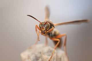female paper wasp with its distinct facial markings