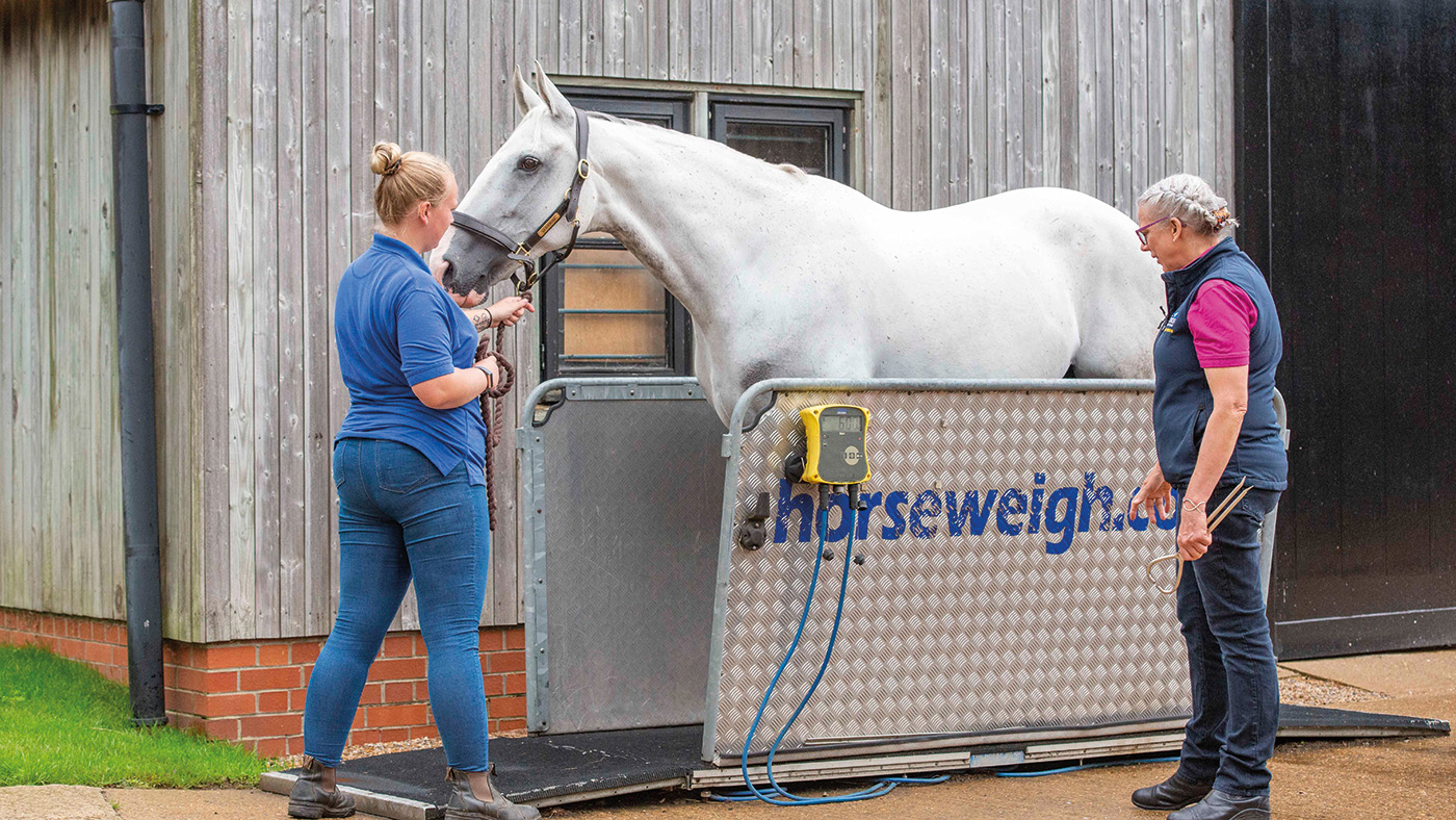 Weighing a horse on a weighbridge