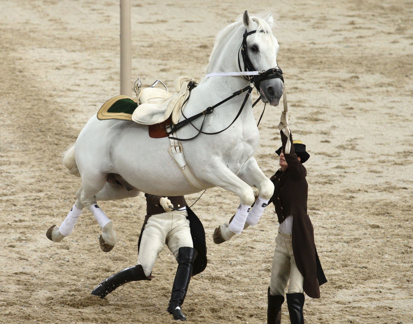 Pictured a Lipizzaner horse at the Spanish Riding School in Vienna, Austria