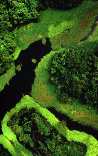 Millions of acres of Amazon rainforest are now protected in Brazil.