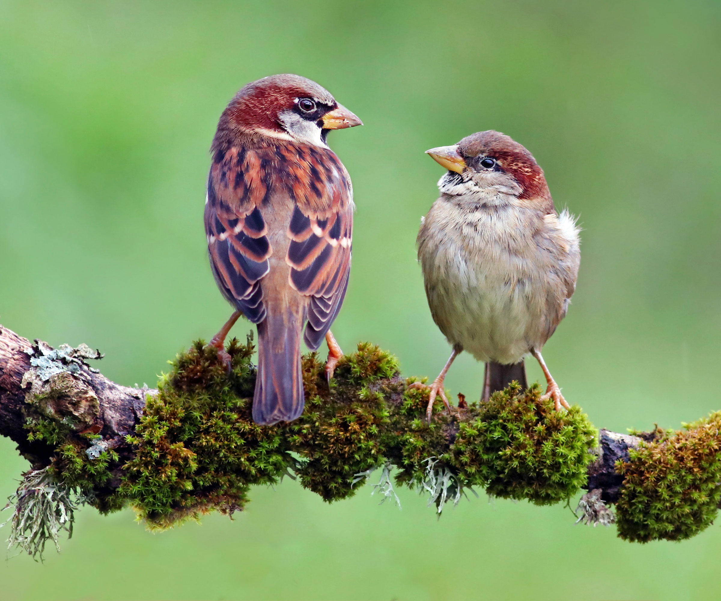 male and female sparrows sitting on tree branch