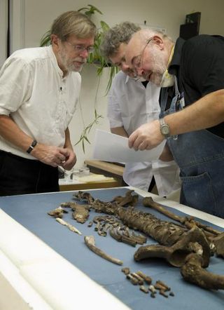 This shows research leader Jens Vellev, Aarhus University examining the remains of Tycho Brahe in 2010.