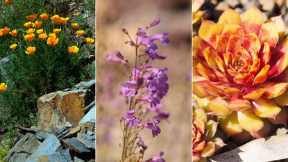 Californian poppies, Penstemon spectabilis and Sempervivum 'Gold Nugget'