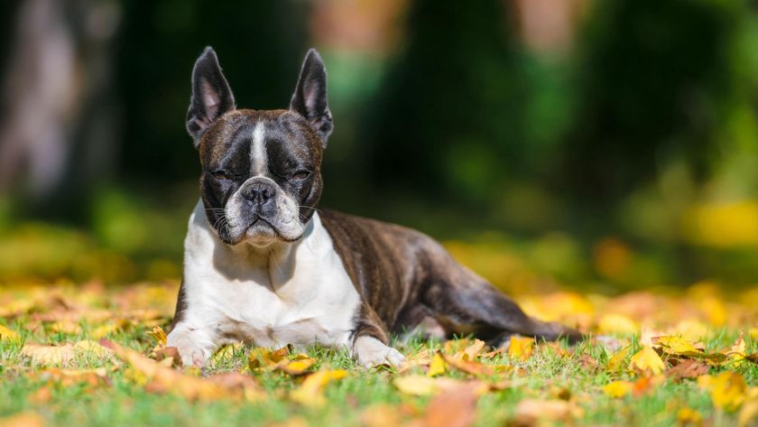 A Boston Terrier, which is a shorthaired dog breed, sunbathing