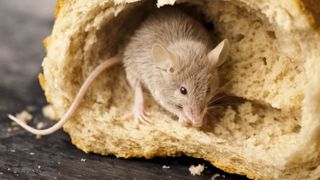 Mouse eating bread
