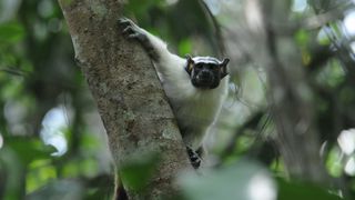 A pied tamarin in a tree in Brazil.