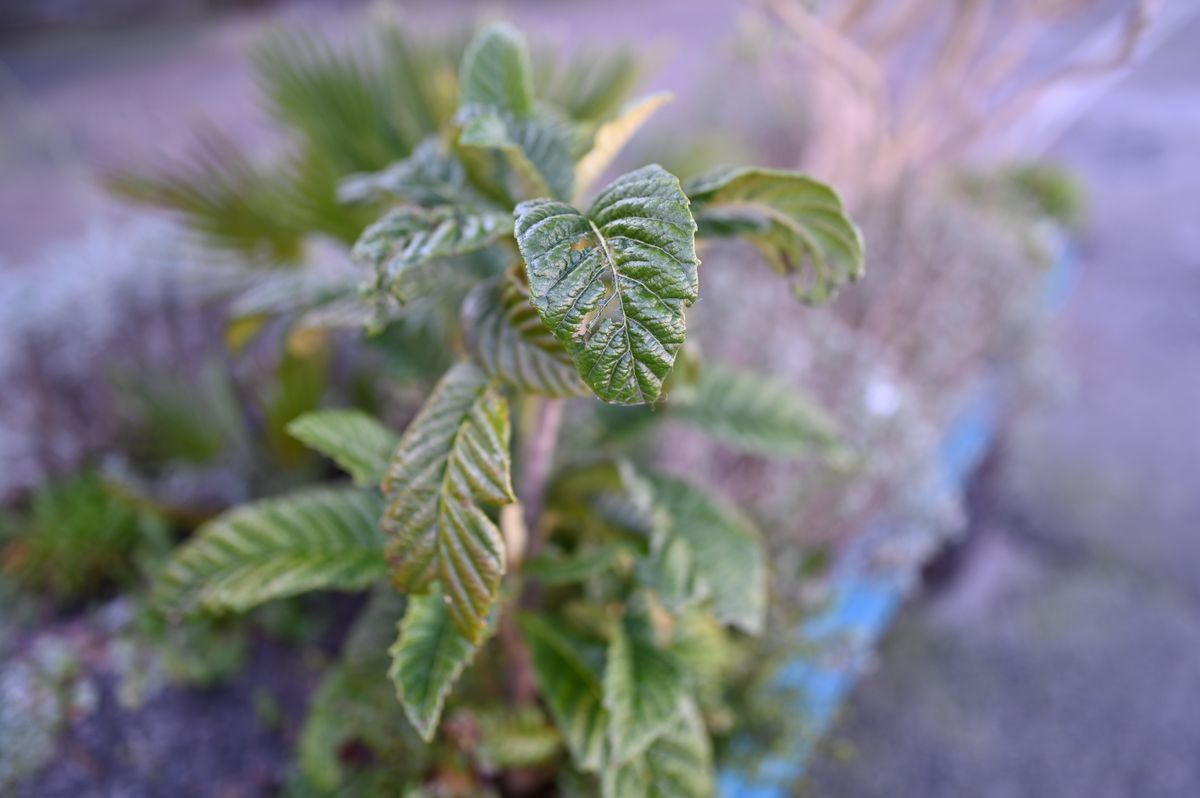 Nikon Z 35mm f/1.2 S example shot