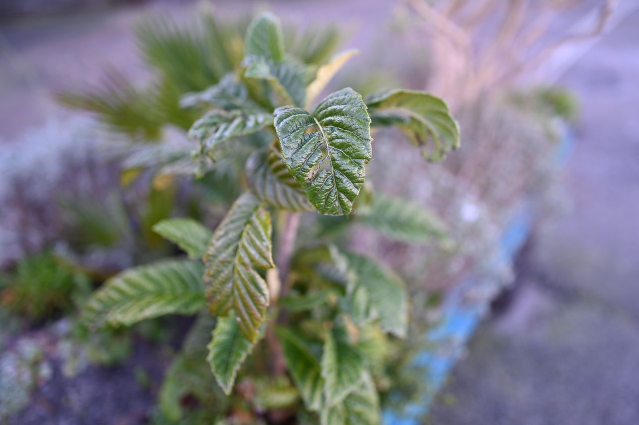 Nikon Z 35mm f/1.2 S example shot