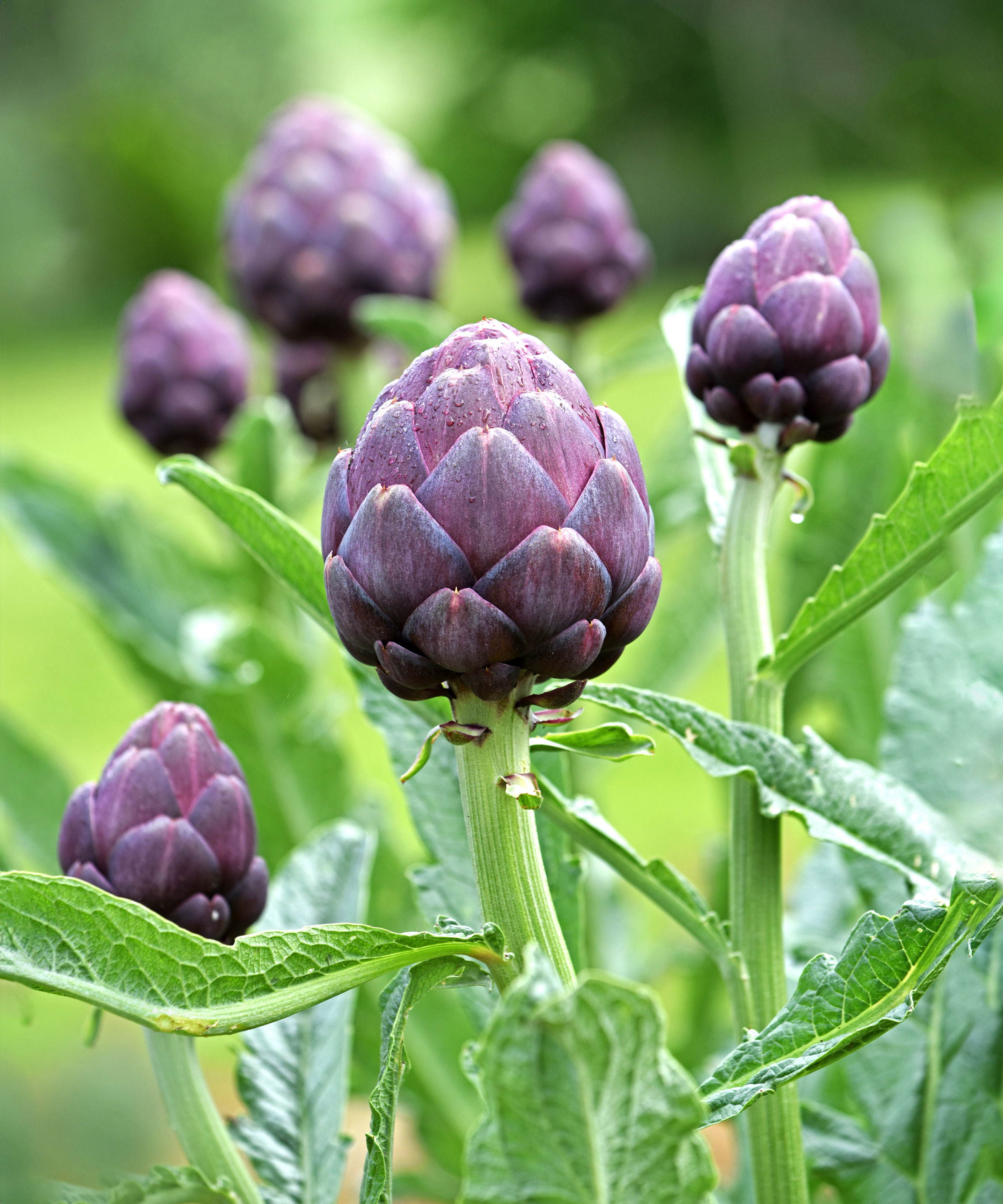 globe artichokes with large purple cropping heads