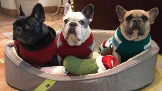 Lady Gaga's three French bulldogs sitting in dog bed