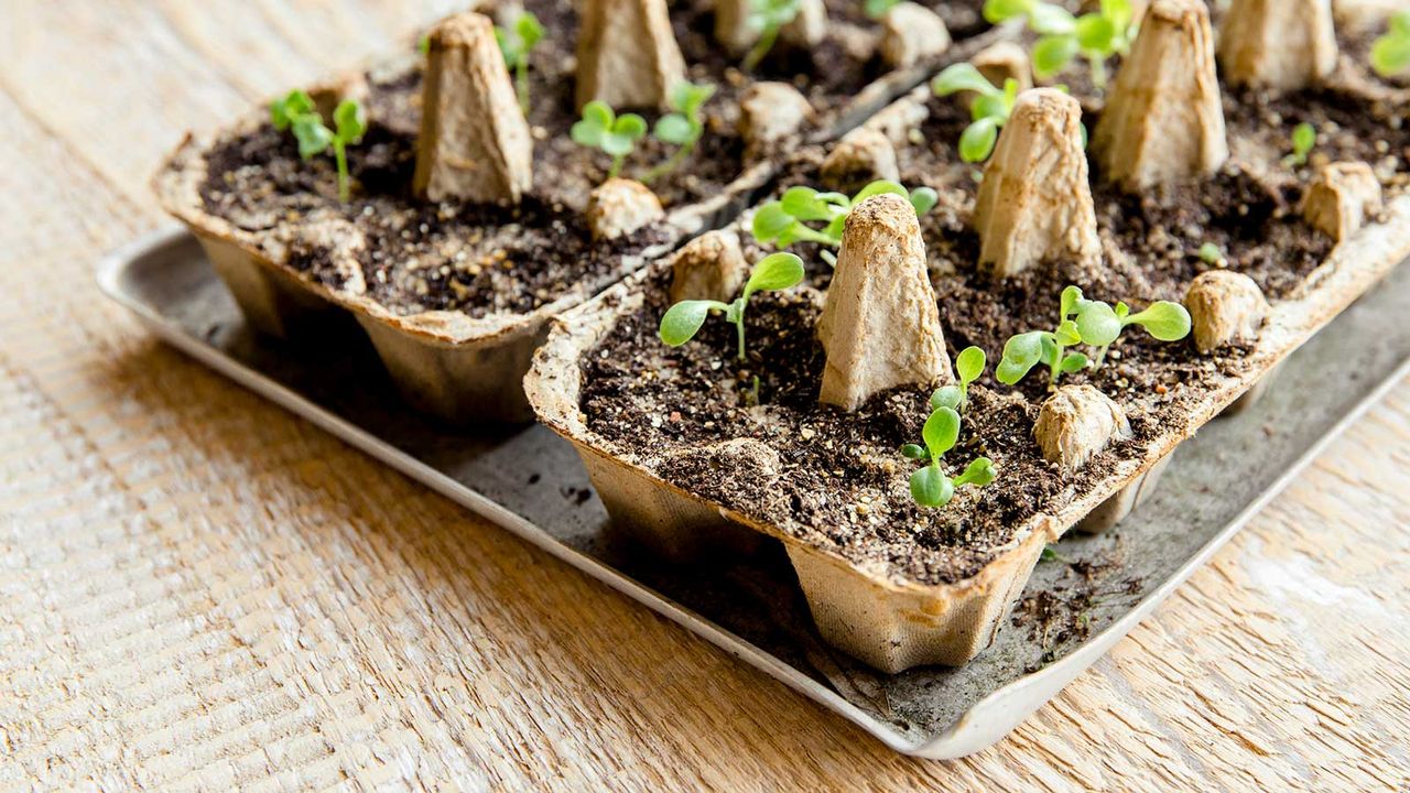 seeds germinated in egg carton