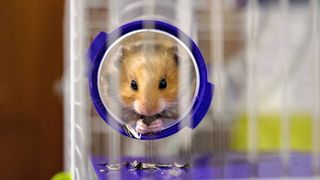 hamster hiding in cage