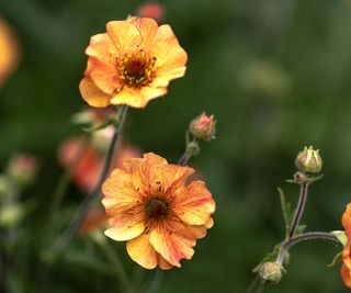 Tangerine geum flower