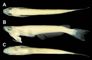 Preserved specimen of Phallostethus cuulong, showing dorsal (A), lateral (B) and ventral (C) views. The penis can be seen hanging beneath the fish's chin.
