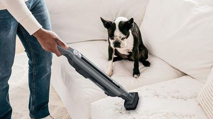 A dog on a white sofa, looking at one of the best handheld vacuums, the Shark WandVac.