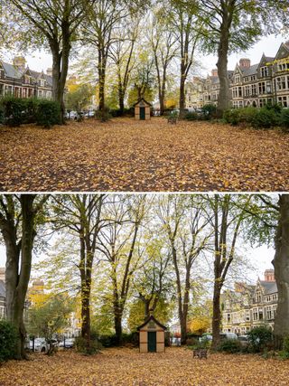 Two images of a leafy park on an autumn day, showing the difference from cropping an image.