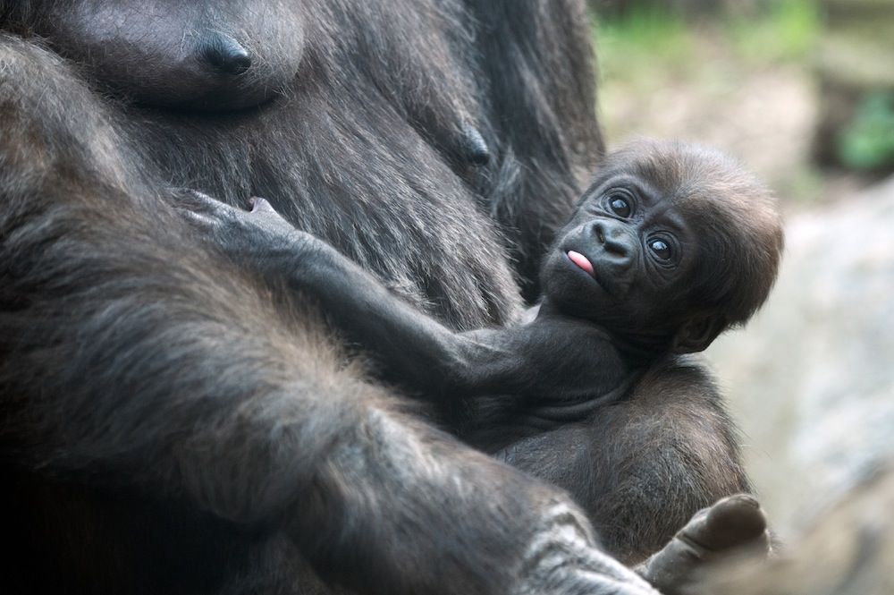 baby gorilla and mom